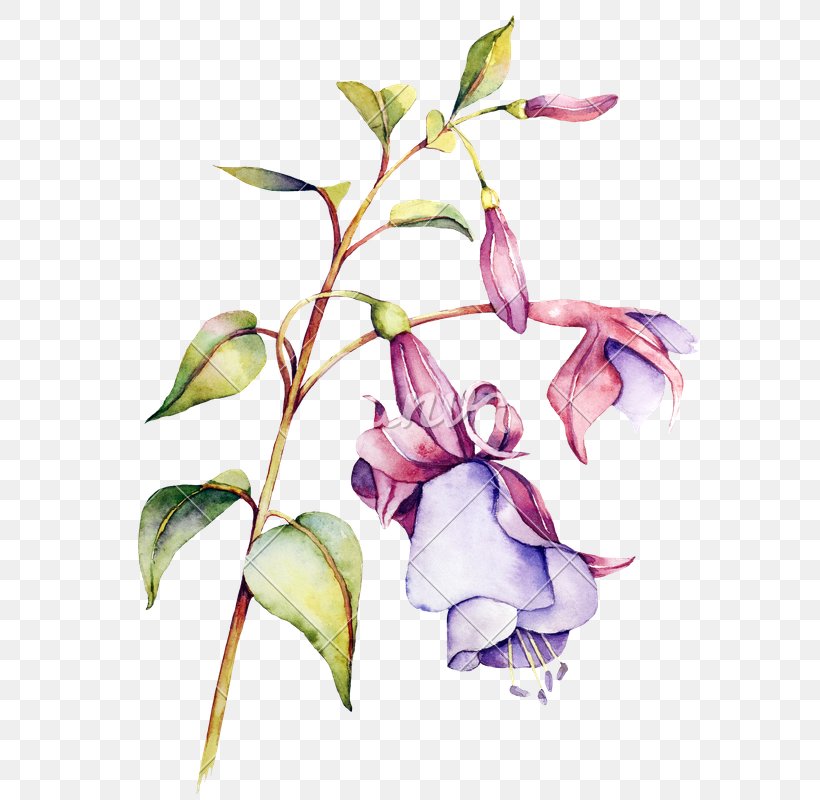 Watercolor Painting Flower Floral Design, PNG, 604x800px, Watercolor Painting, Botanical Illustration, Branch, Bud, Cut Flowers Download Free