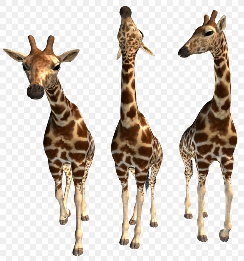 Northern Giraffe Okapi Animal, PNG, 1299x1388px, Northern Giraffe, Animal, Data Compression, Editing, Fauna Download Free