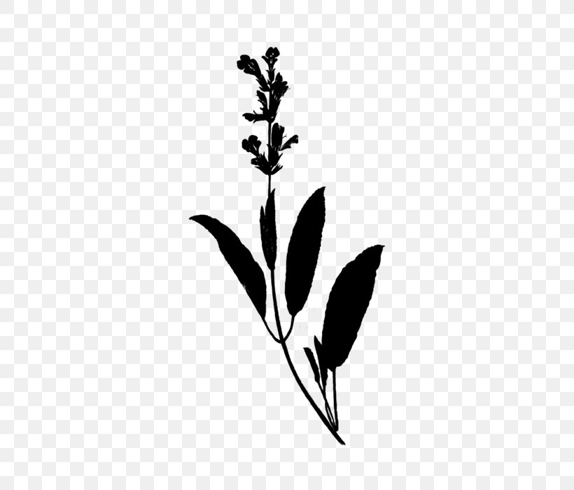 Rosemary Perriol Sa Plants Sage Plant Stem, PNG, 700x700px, Rosemary, Art, Blackandwhite, Botany, Branch Download Free