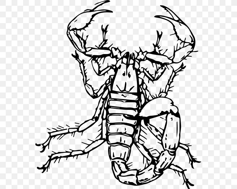 Scorpion Drawing Clip Art, PNG, 575x654px, Scorpion, Arachnid, Artwork, Black And White, Coloring Book Download Free