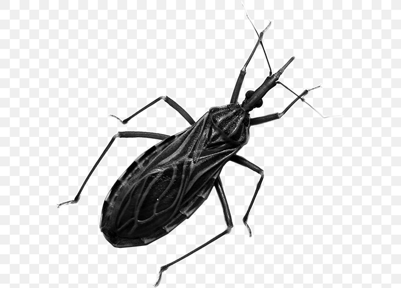 Kissing Bugs Centers For Disease Control And Prevention Insect Chagas Disease Triatoma Dimidiata, PNG, 591x589px, Kissing Bugs, Arthropod, Assassin Bug, Black And White, Chagas Disease Download Free