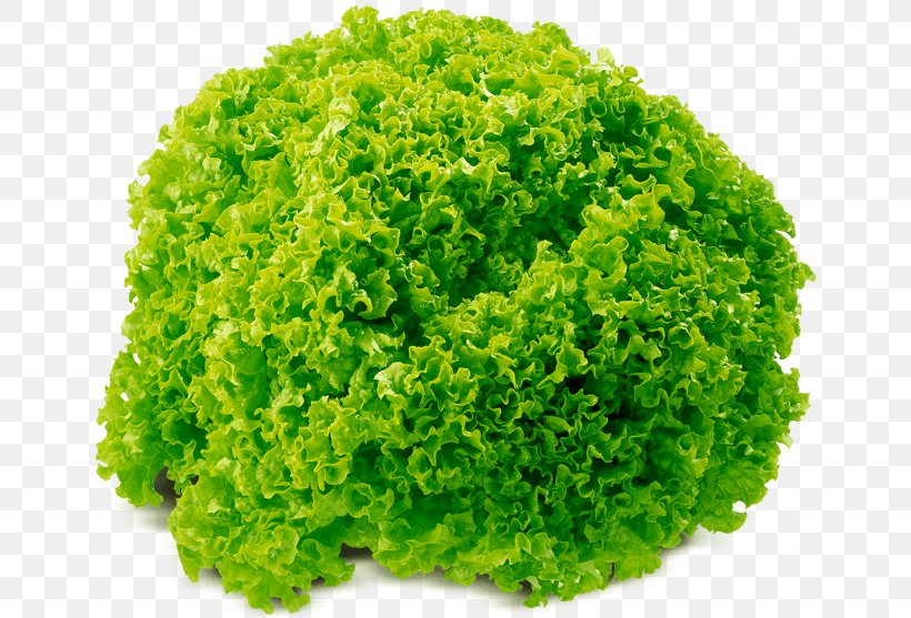 Leaf Vegetable Leaf Lettuce Food Salad, PNG, 800x557px, Leaf Vegetable, Cabbage, Food, Fruit, Grass Download Free