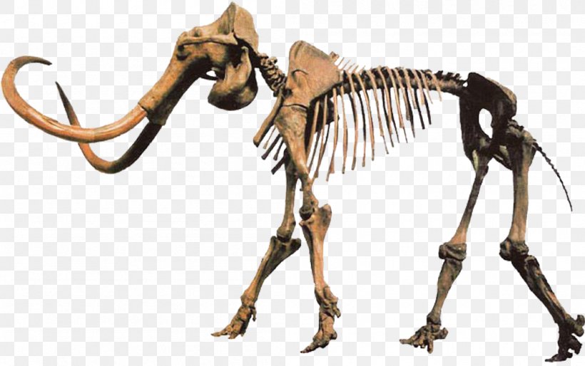 Pliocene Woolly Mammoth Columbian Mammoth De-extinction, PNG, 1051x659px, Pliocene, Animal Figure, Carnivoran, Columbian Mammoth, Deextinction Download Free