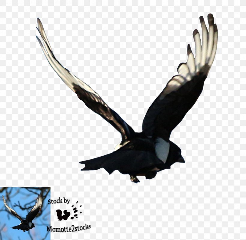 Bald Eagle Bird Flight Magpie, PNG, 881x862px, Bald Eagle, Accipitriformes, Animal, Beak, Bird Download Free