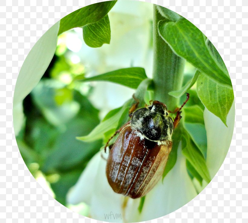 Beetle Pollinator Invertebrate Pest, PNG, 735x735px, Beetle, Arthropod, Bee, Insect, Invertebrate Download Free