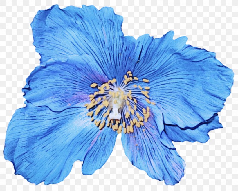 Blue Petal Flower Hawaiian Hibiscus Plant, PNG, 892x719px, Blue, Delphinium, Flower, Flowering Plant, Hawaiian Hibiscus Download Free