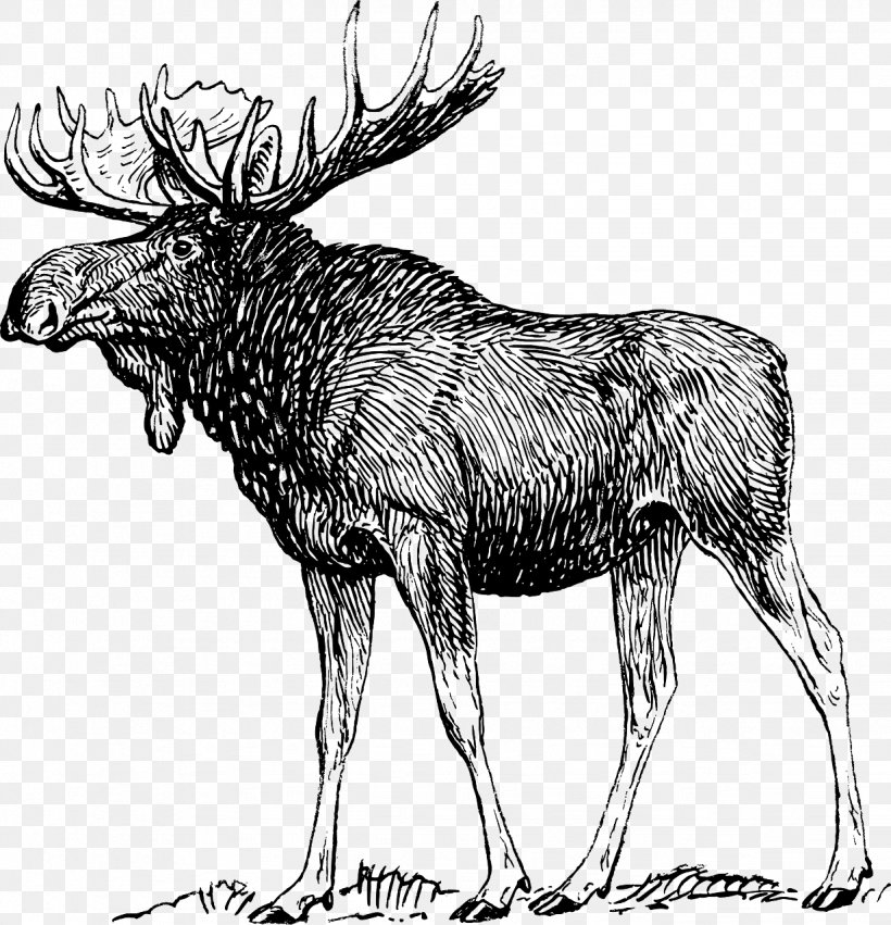 Drawing Deer Art Sketch, PNG, 1232x1280px, Drawing, Alaska Moose, Antler, Art, Black And White Download Free