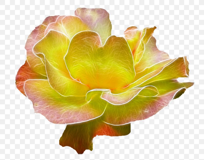 Garden Roses Flower, PNG, 800x644px, Garden Roses, Cut Flowers, Flower, Flowering Plant, Peach Download Free