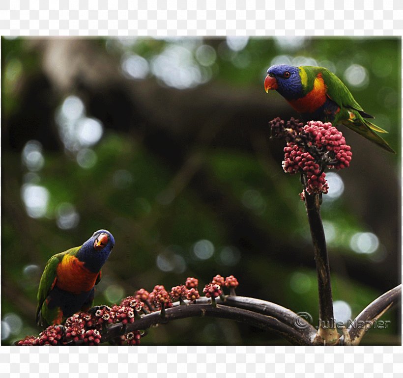 Loriini Finches Parakeet Fauna Beak, PNG, 880x827px, Loriini, Beak, Bird, Branch, Fauna Download Free