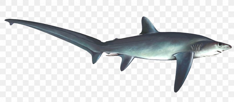 Tiger Shark Requiem Sharks Squaliform Sharks Fauna, PNG, 1796x784px, Tiger Shark, Animal, Animal Figure, Biology, Carcharhiniformes Download Free