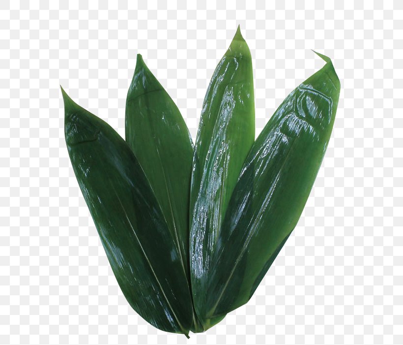 Zongzi Leaf Green, PNG, 701x701px, Zongzi, Bamboo, Dumpling, Green, Leaf Download Free
