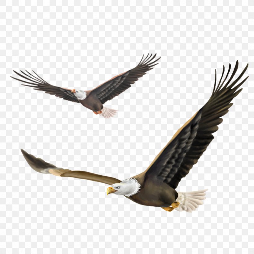 Bald Eagle Bird Wallpaper, PNG, 1000x1000px, Falcon, Accipitridae, Accipitriformes, Bald Eagle, Beak Download Free