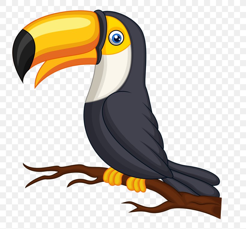 Bird Parrot Toco Toucan Clip Art, PNG, 800x762px, Bird, Animal, Beak, Bird Illustrations, Bird Of Prey Download Free