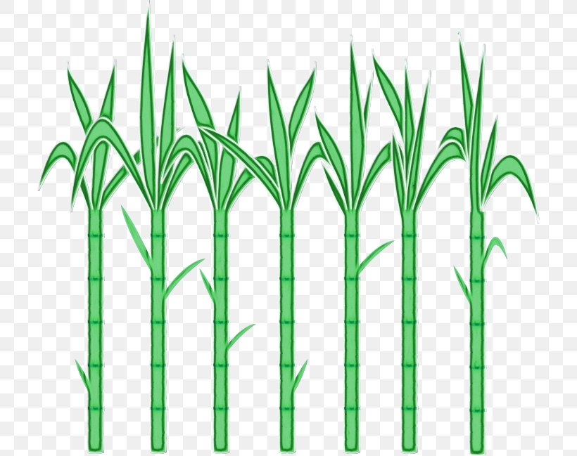 Green Grass Plant Grass Family Plant Stem, PNG, 714x649px, Watercolor, Elymus Repens, Grass, Grass Family, Green Download Free