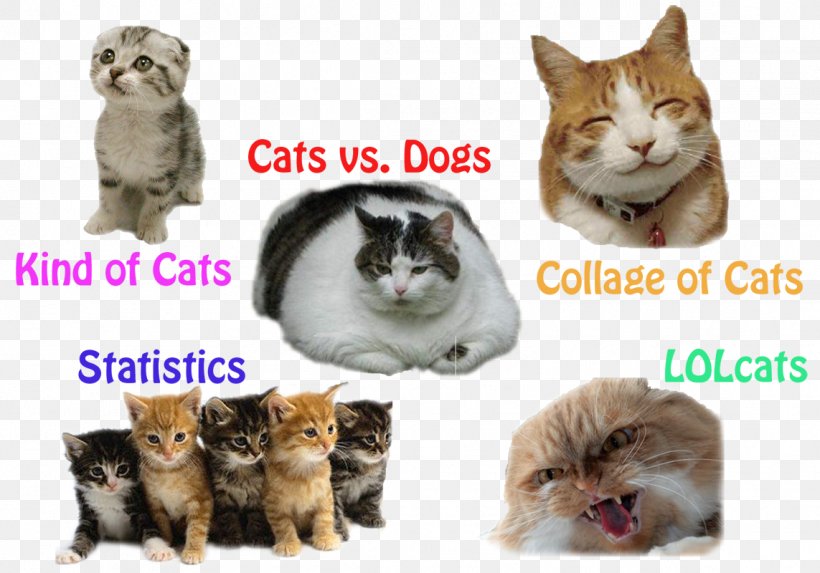 Kitten Whiskers Cat Collage, PNG, 1143x800px, Kitten, Amazoncom, Carnivoran, Cat, Cat Like Mammal Download Free