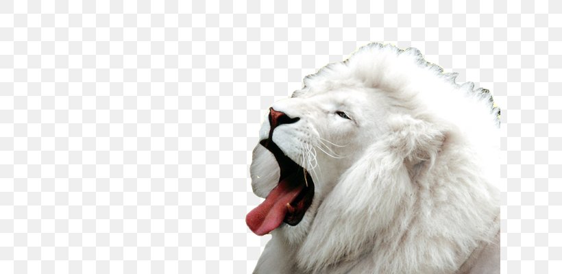 White Lion Desktop Wallpaper Big Cat, PNG, 640x400px, 4k Resolution, Lion, Albinism, Big Cat, Big Cats Download Free