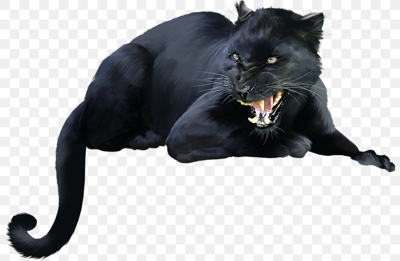 Black Cat Black Panther Bombay Cat Dog Kitten, PNG, 800x534px, Black Cat, Animal, Big Cat, Big Cats, Black Panther Download Free