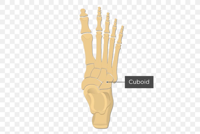 Cuneiform Bones Tarsus Metatarsal Bones Medial Cuneiform Bone Foot, PNG, 597x550px, Watercolor, Cartoon, Flower, Frame, Heart Download Free