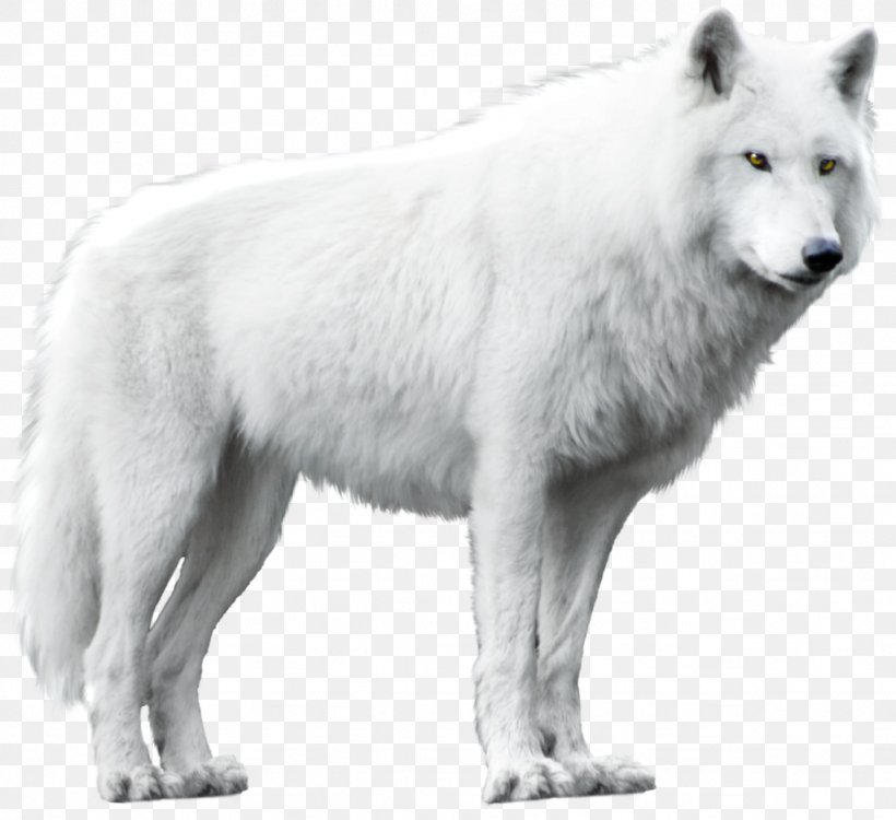 Dog Arctic Wolf Alaskan Tundra Wolf Black Wolf, PNG, 1024x937px, Dog, Alaskan Tundra Wolf, Arctic Wolf, Black Wolf, Canidae Download Free