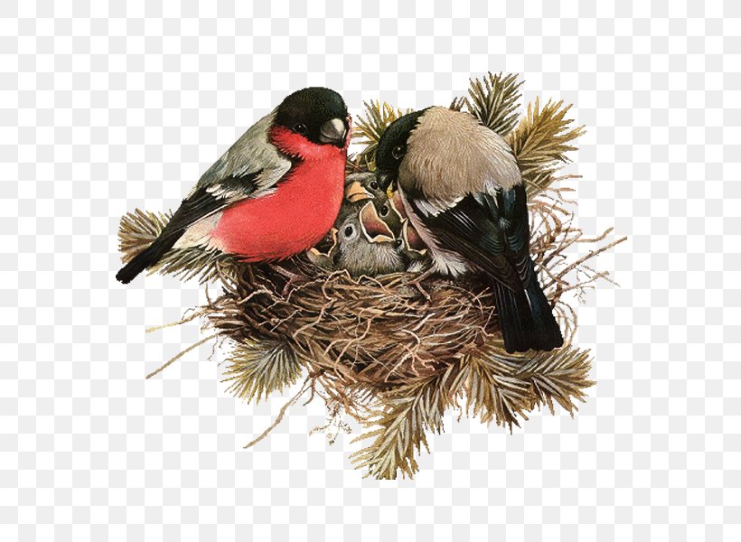 Edible Birds Nest, PNG, 600x600px, Bird, Beak, Bird Nest, Data Compression, Edible Birds Nest Download Free