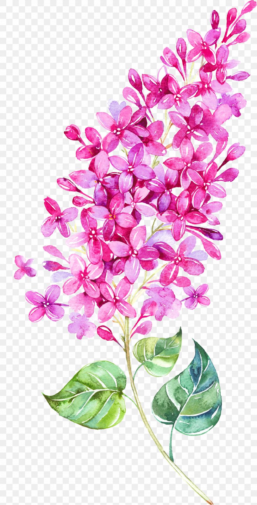 Watercolor Painting Flower Clip Art, PNG, 1763x3456px, Watercolor Painting, Art, Branch, Canvas, Cut Flowers Download Free