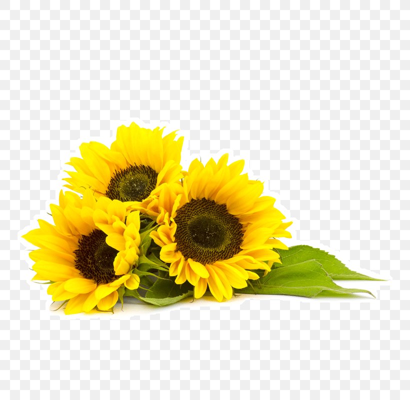 Common Sunflower Organic Food Sunflower Oil Sunflower Seed, PNG, 800x800px, Common Sunflower, Coconut Oil, Cooking Oils, Cut Flowers, Daisy Family Download Free