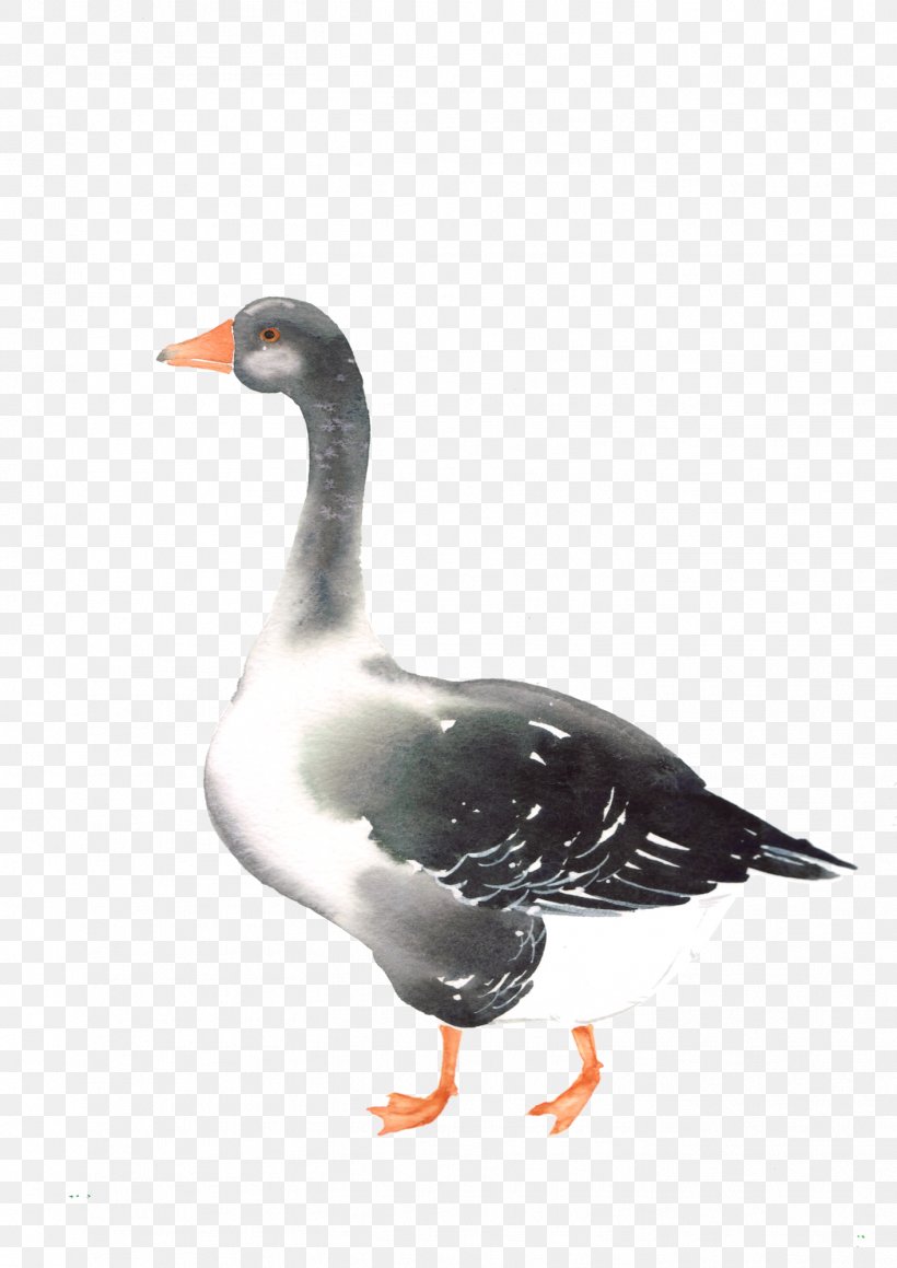 Duck Goose Bird Mergini Cygnini, PNG, 1414x2000px, Duck, Anatidae, Animal, Beak, Bird Download Free