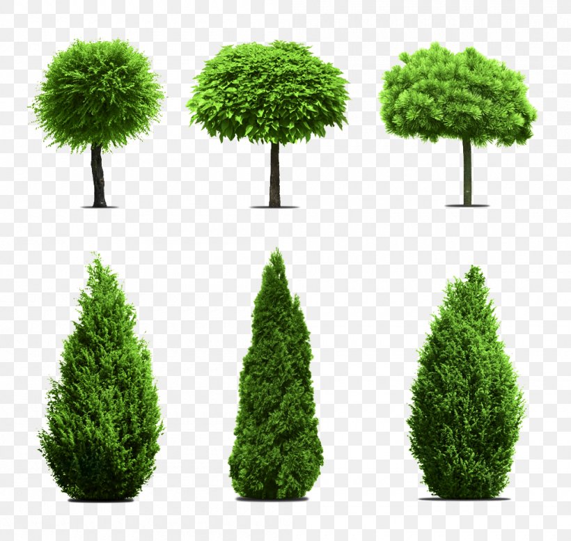 Tree Garden Evergreen, PNG, 1000x948px, Tree, Biome, Cupressus, Evergreen, Flowerpot Download Free