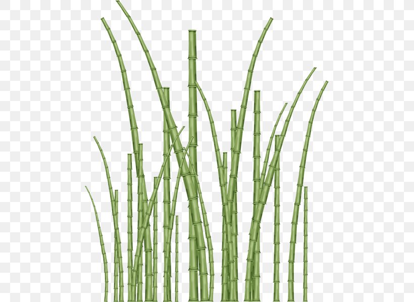 Vetiver Bamboo Commodity Plant Stem Tree, PNG, 483x598px, Vetiver, Bamboo, Chrysopogon, Chrysopogon Zizanioides, Commodity Download Free