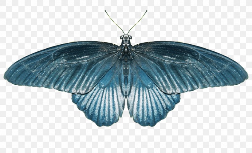 Butterfly Wikia Old School RuneScape Computer File, PNG, 932x566px, Butterfly, Arthropod, Blue, Butterflies And Moths, Image File Formats Download Free