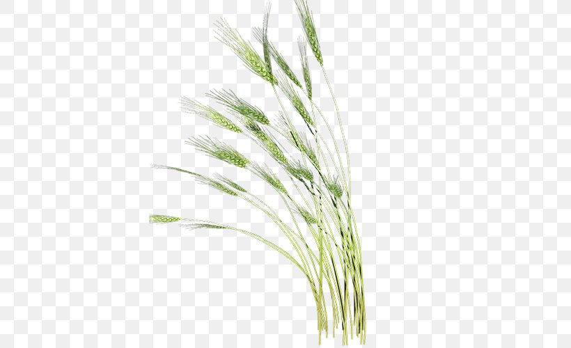 Clip Art, PNG, 500x500px, World Wide Web, Commodity, Grass, Grass Family, Grauds Download Free