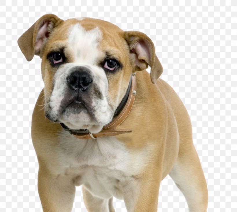 Dorset Olde Tyme Bulldogge American Bulldog Olde English Bulldogge Australian Bulldog Toy Bulldog, PNG, 1176x1053px, Dorset Olde Tyme Bulldogge, American Bulldog, Australian Bulldog, British Bulldogs, Bulldog Download Free