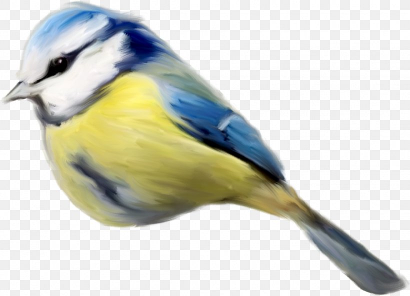 Drawing Birds Painting, PNG, 1119x809px, Bird, Art, Beak, Chickadee, Drawing Download Free