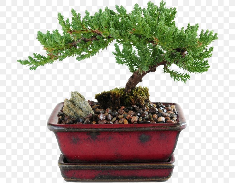 Juniperus Procumbens Juniperus Chinensis Indoor Bonsai Tree, PNG, 714x639px, Juniperus Procumbens, Bonsai, Deadwood Bonsai Techniques, Evergreen, Flowerpot Download Free