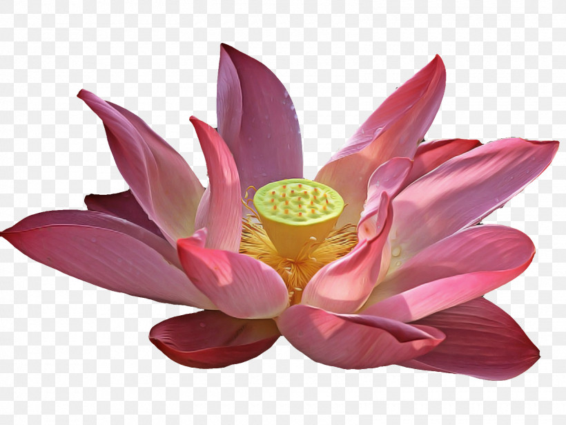 Lotus, PNG, 1600x1200px, Pink, Aquatic Plant, Flower, Lotus, Lotus Family Download Free