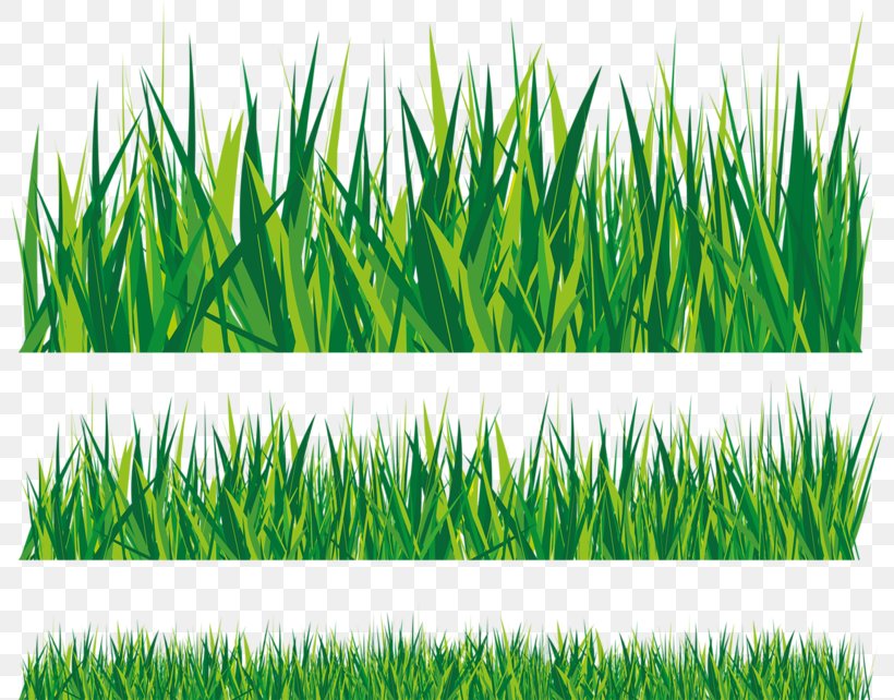 Royalty-free Clip Art, PNG, 800x642px, Royaltyfree, Chrysopogon Zizanioides, Commodity, Field, Grass Download Free