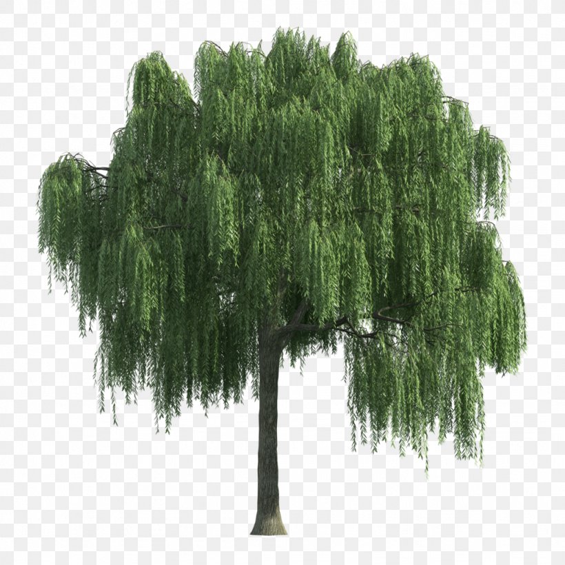 Willow Tree Shrub, PNG, 1024x1024px, Willow, Adobe Flash Player, Biome, Book, Evergreen Download Free