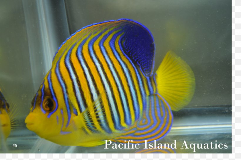 Aquariums Marine Biology Cobalt Blue Coral Reef Fish Pomacanthidae, PNG, 1200x799px, Aquariums, Aquarium, Biology, Blue, Cobalt Download Free