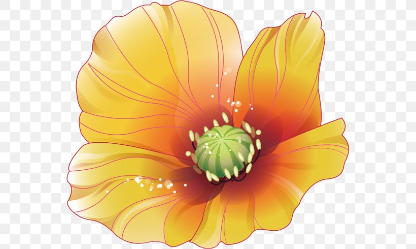 Flower Clip Art, PNG, 558x490px, Flower, Cut Flowers, Elements Hong Kong, Flowering Plant, Gerbera Download Free
