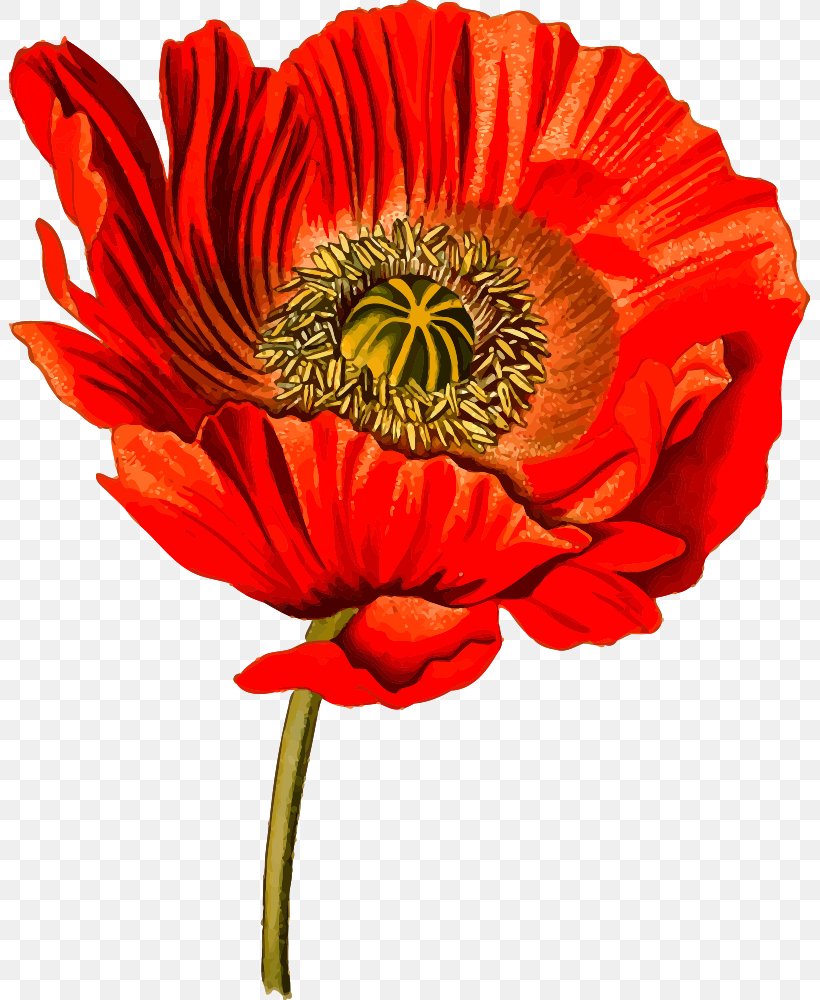 Opium Poppy Common Poppy Clip Art, PNG, 801x1000px, Opium Poppy, Botanical Illustration, Botany, California Poppy, Common Poppy Download Free