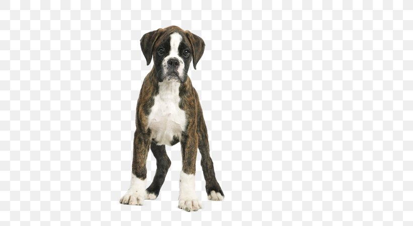 Royal Canin Boxer Junior Puppy Royal Canin Boxer Adult 12 Breed, PNG, 580x450px, Boxer, Breed, Carnivoran, Dog, Dog Breed Download Free