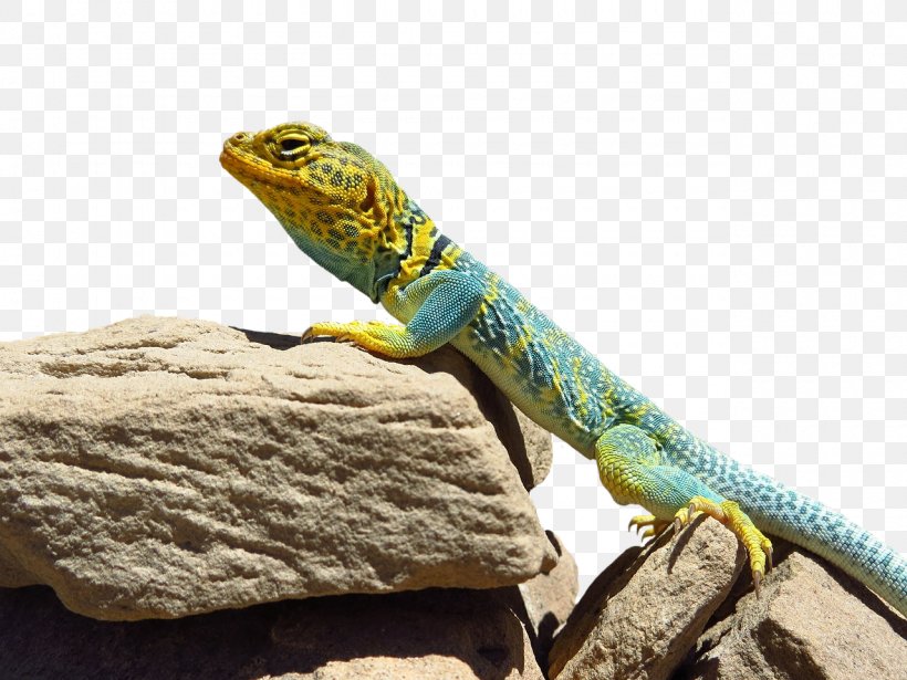 Arches National Park Moab Hovenweep National Monument Common Collared Lizard, PNG, 1280x960px, Arches National Park, Agama, Agamidae, Common Collared Lizard, Crotaphytus Download Free