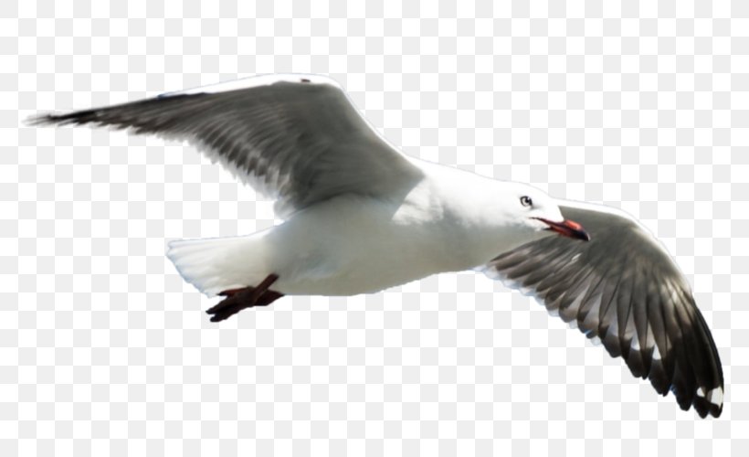 Great Black-backed Gull Gulls European Herring Gull Bird, PNG, 800x500px, Great Blackbacked Gull, Beak, Bird, Charadriiformes, Color Download Free