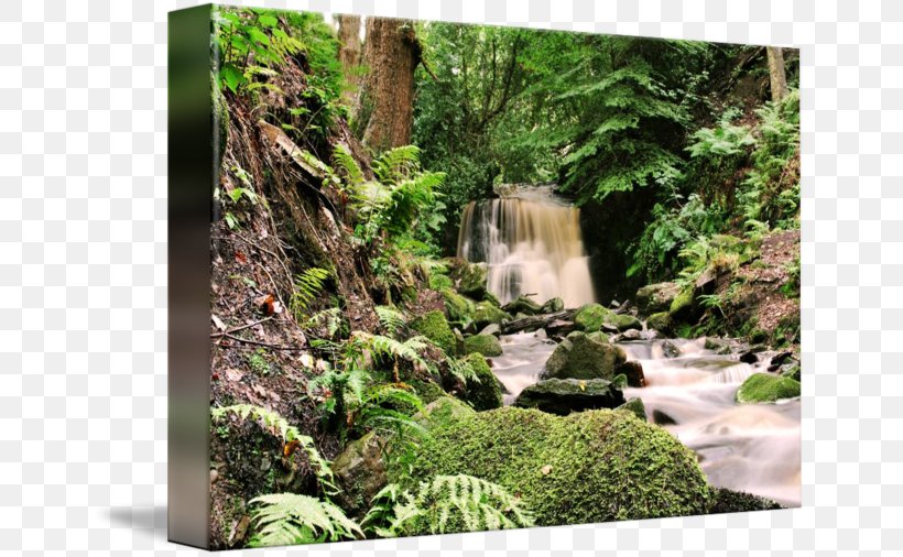 Nature Reserve Rainforest Botanical Garden Flora Water Resources, PNG, 650x506px, Nature Reserve, Botanical Garden, Botany, Flora, Forest Download Free