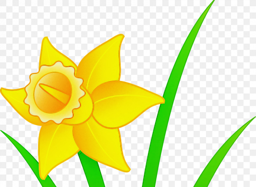 Yellow Flower Plant Petal Narcissus, PNG, 861x630px, Yellow, Amaryllis Family, Flower, Herbaceous Plant, Narcissus Download Free