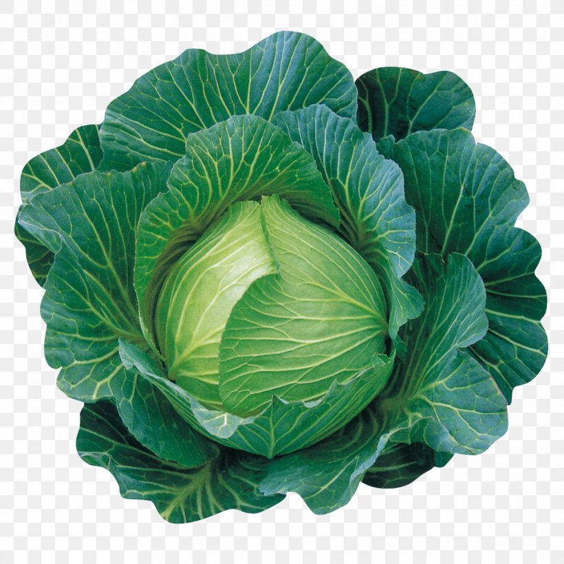 Cabbage Leaf Vegetable Spring Greens Collard Greens, PNG, 960x960px, Cabbage, Brassica Oleracea, Budi Daya, Collard Greens, Cultivar Download Free