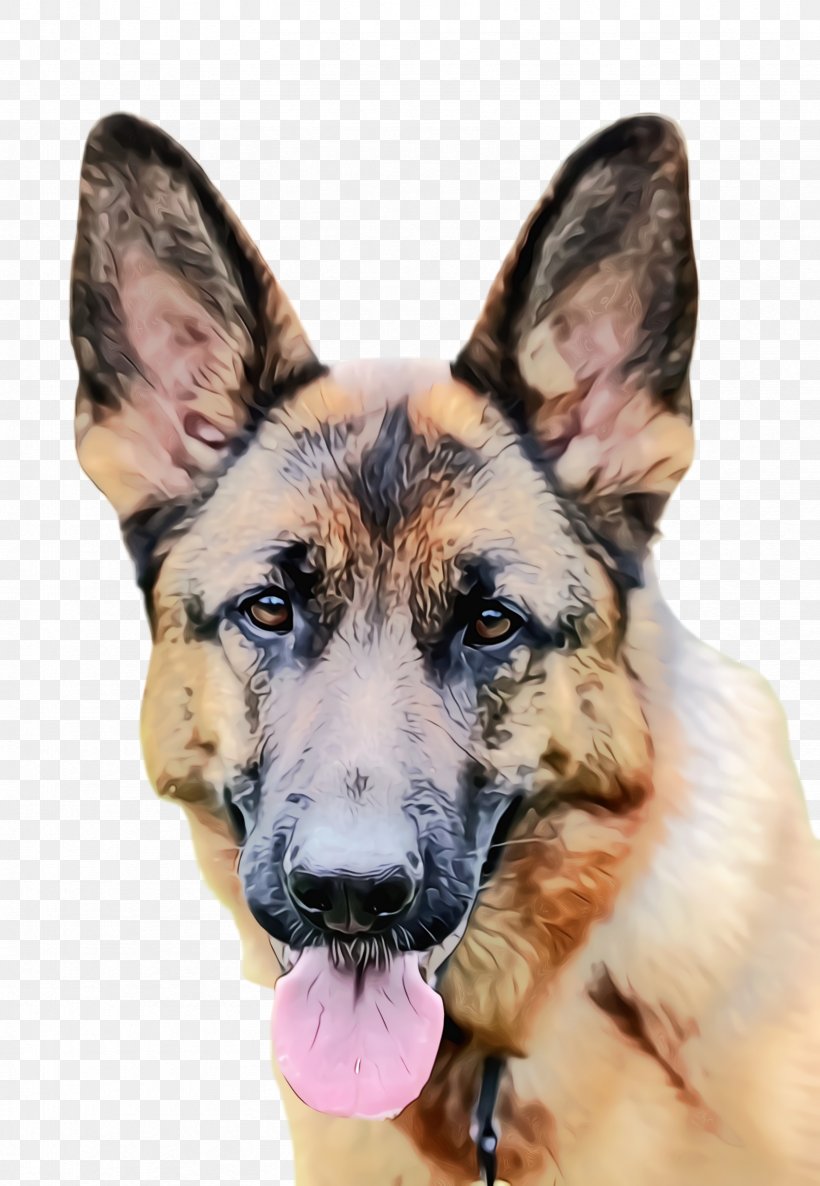 Cute Dog, PNG, 1664x2408px, Cute Dog, Animal, Dog, Ear, Easteuropean Shepherd Download Free