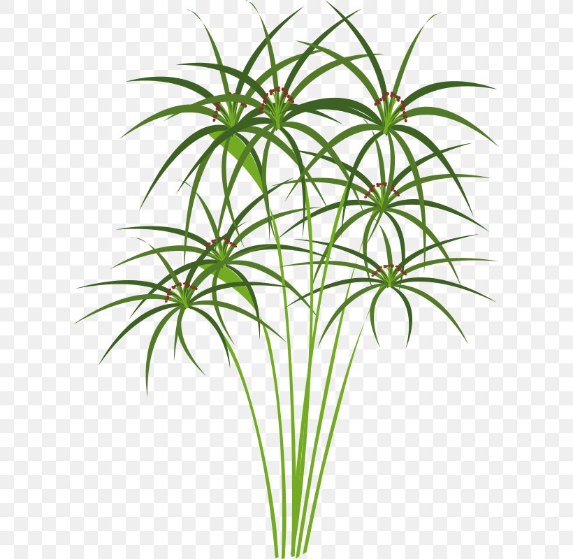 Cyperus Papyrus Ancient Egypt Drawing Clip Art, PNG, 609x800px, Papyrus, Ancient Egypt, Aquatic Plants, Arecales, Art Download Free