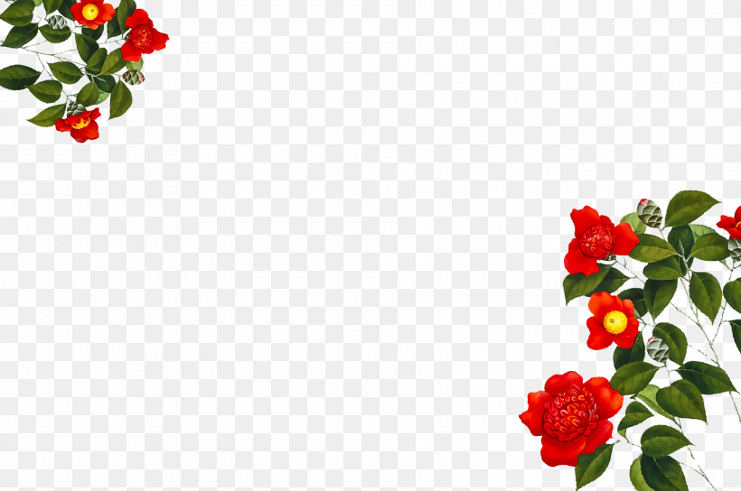 Garden Roses, PNG, 1920x1276px, Garden Roses, Annual Plant, Cut Flowers, Family, Floral Design Download Free