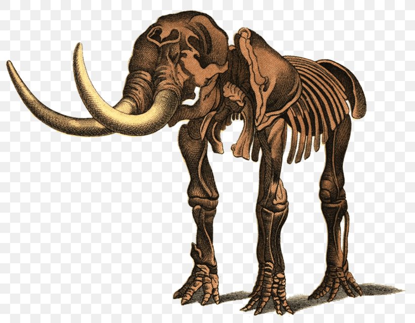 Mastodon Elephant Mammoth Art Image, PNG, 804x638px, Mastodon, African Elephant, Animal, Art, Artist Download Free